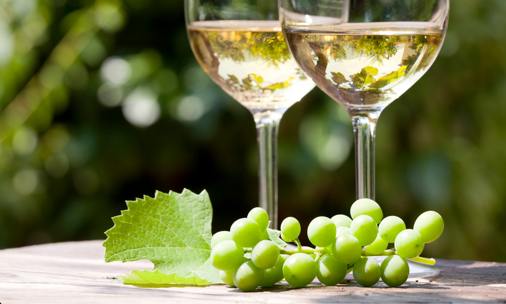 Vita druvor: Din guide till Chardonnay, Sauvignon Blanc, Riesling och Pinot Grigio